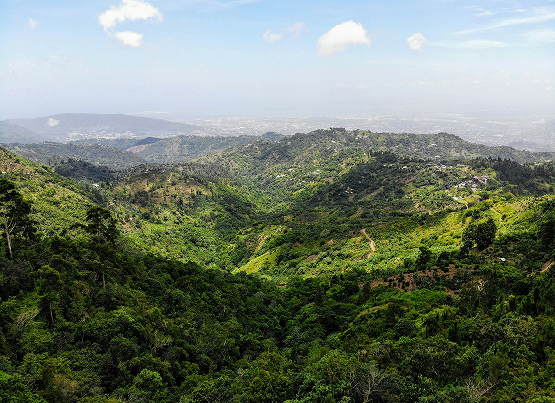 Lush green hills in the Jamaican countryside